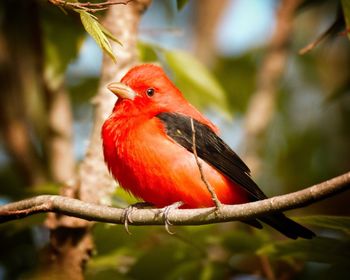 Close-up of bird perching on branch