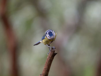 Close-up of bird perching on twig