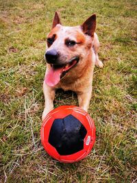 High angle view of a dog on field