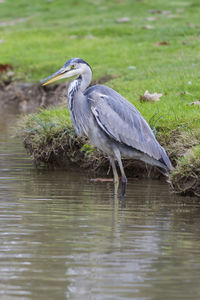 Heron in autumn