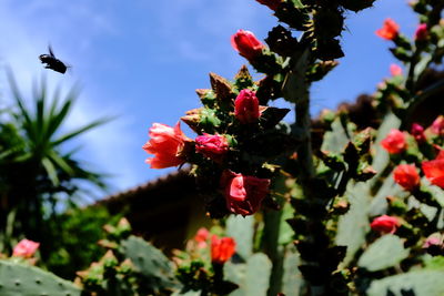 Close-up of pink flowering plant