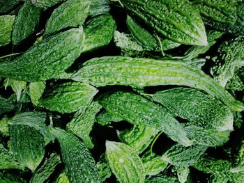 Full frame shot of green leaves