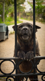 Portrait of a dog sitting on metal