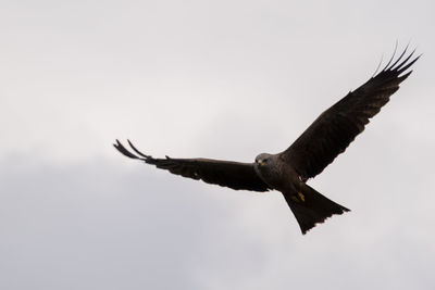 Low angle view of eagle flying in sky