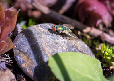 Close-up of insect on leaf