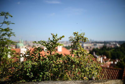 Close-up of plants against sky