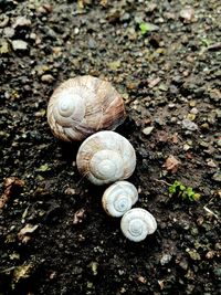 High angle view of snail on ground