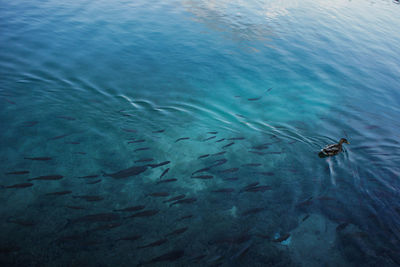 High angle view of fish swimming in water