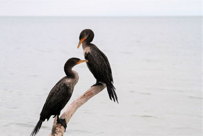 Ducks on sea shore