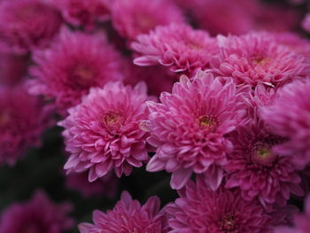 Close-up of pink flowering plants