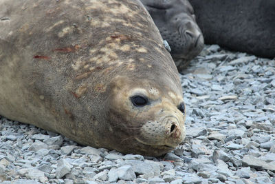 Close-up of animal lying on pebbles