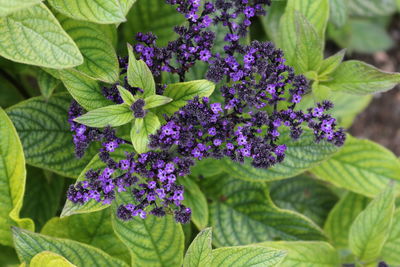 Close-up of purple flowering plant