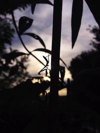 Silhouette of tree against sky at sunset