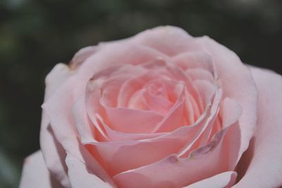 Extreme close-up of pink rose