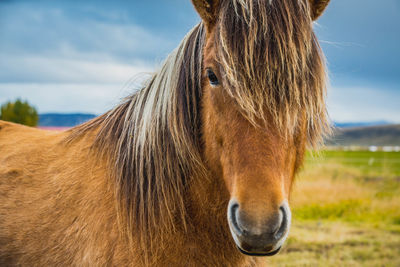 Close-up of horse standing on field against sky