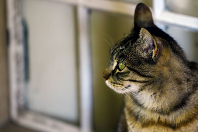 Close-up of cat at home