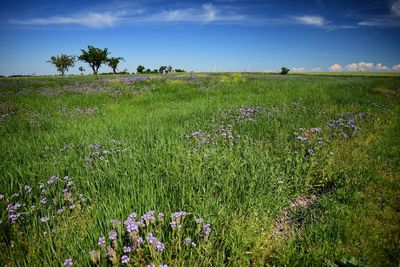 Scenic view of grassy field against sky