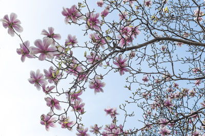 Low angle view of cherry blossoms in spring