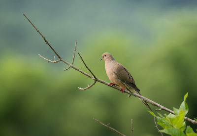 Low angle view of bird perching on branch