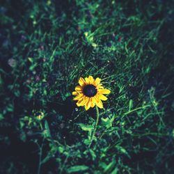 Close-up of yellow flower blooming on field