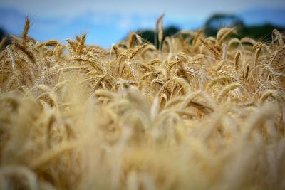 Close-up of stalks in field