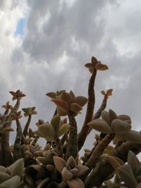 Low angle view of plant against sky