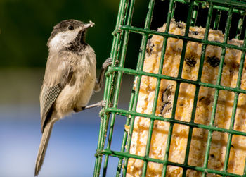 Close-up of bird on bird feeder