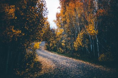 Road amidst trees during autumn
