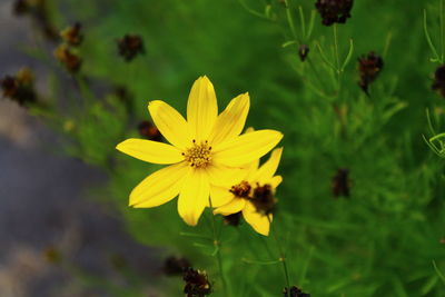 Close-up of yellow flower