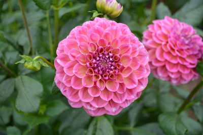 Close-up of pink dahlia flowers