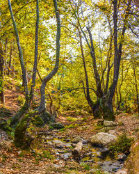 Trees in forest