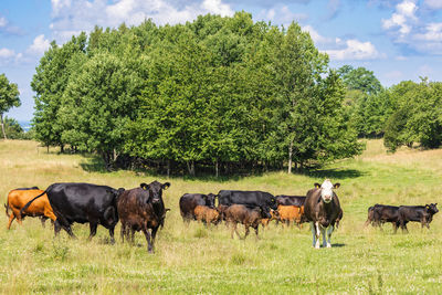 Horses grazing on field