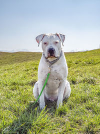 Portrait of dog on field