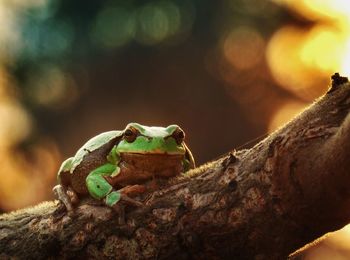 Close-up of frog on branch