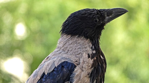 Close-up of a bird looking away