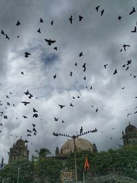 Low angle view of birds flying in sky