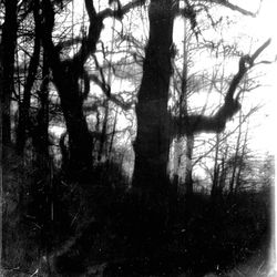 Bare trees in forest