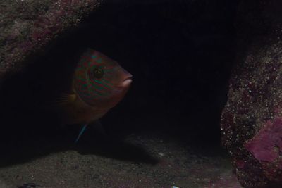 View of turtle underwater