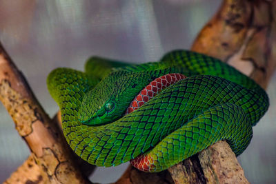 Close-up of green leaf on tree branch in zoo