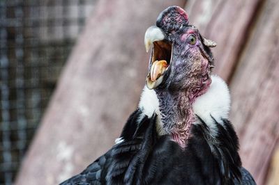 Close-up of condor 
