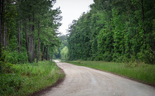 Road amidst trees in forest