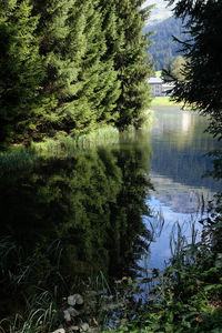 Trees by lake in forest against sky