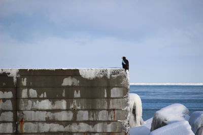 Seagull perching on a wall