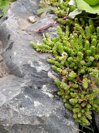 High angle view of lichen on rock