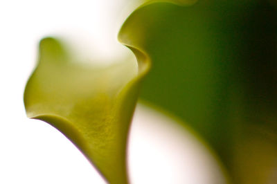 Close-up of leaf against white background