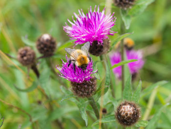 Close-up of bee on purple flower