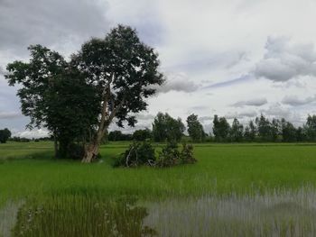 Scenic view of farm against sky