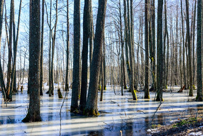  bare trees in early spring, old tree trunks, tree trunks frozen in ice, flooded lake shore