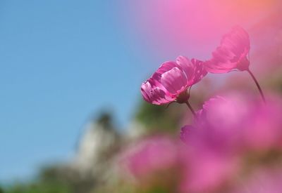 Close-up of pink flowering plant against sky