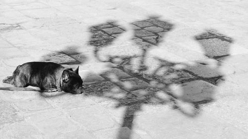 High angle view of dog
